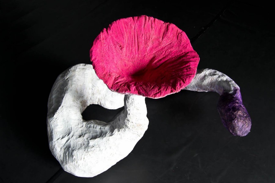 psilocybe fungo allucinogeno alto