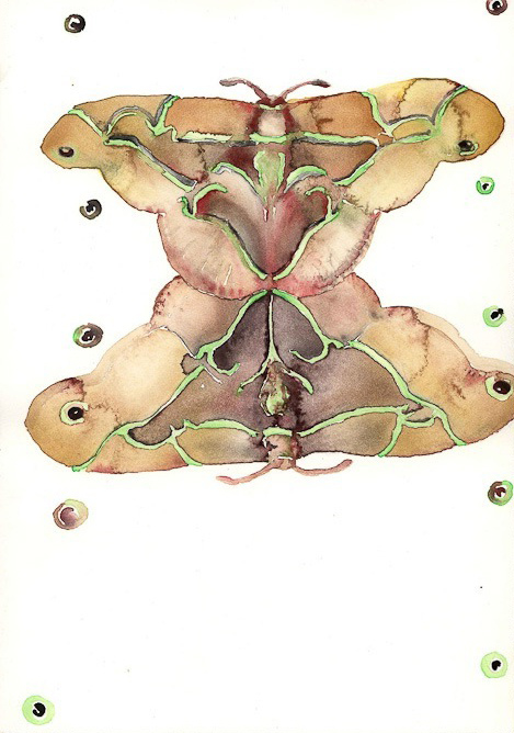 accoppiamento-farfalle