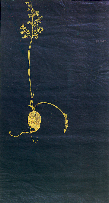 carota
