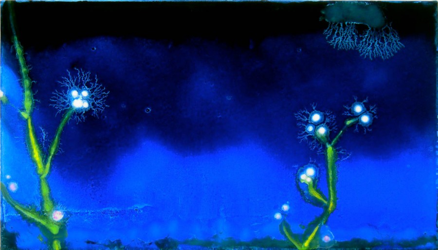 fiori-notturni_