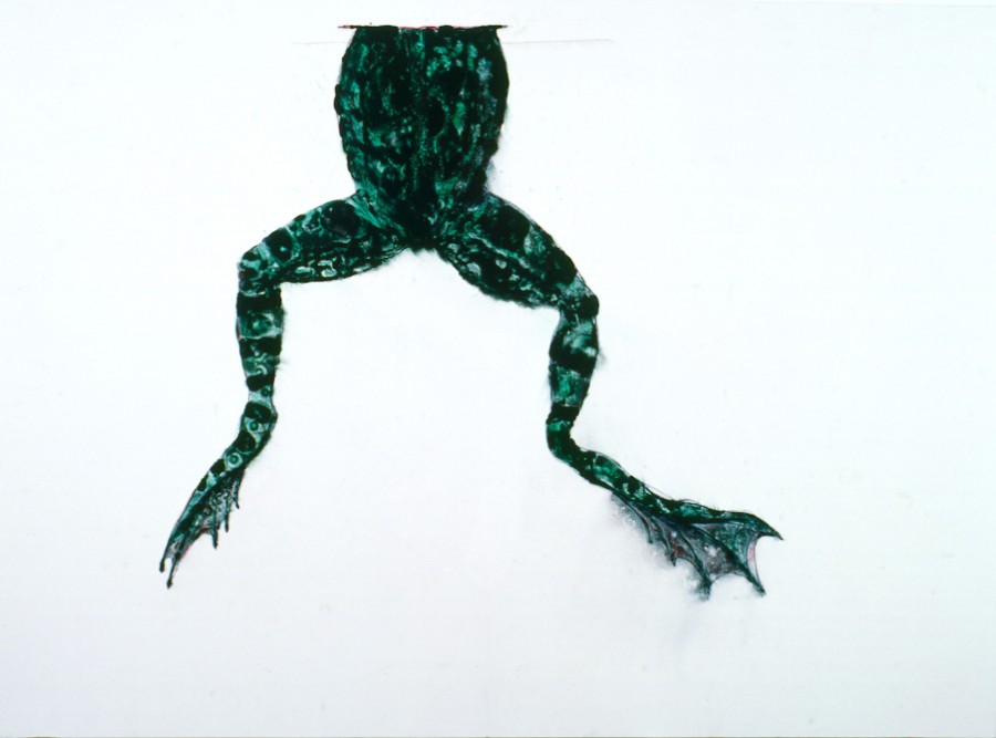 rana-tagliata