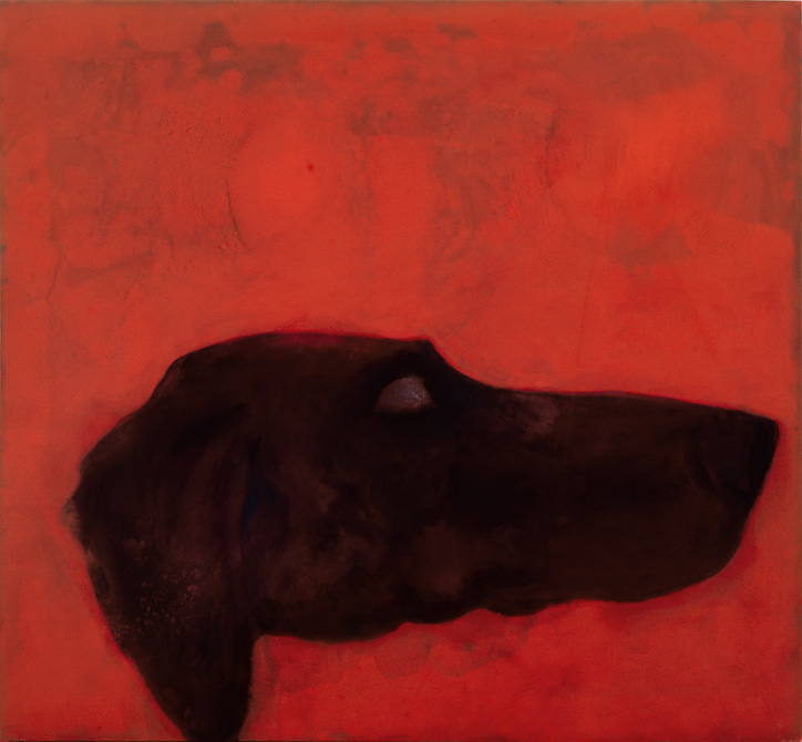 testa-cane-7