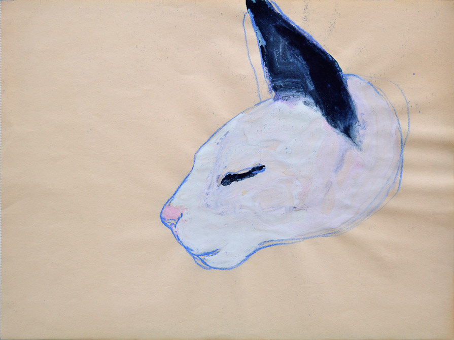 testa-gatto-4
