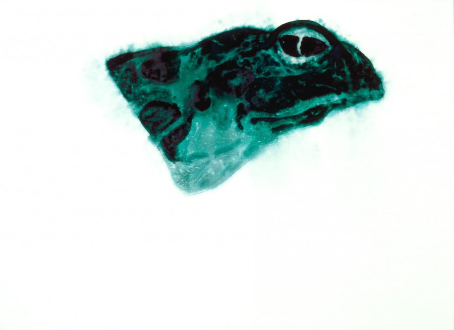 testa-rana