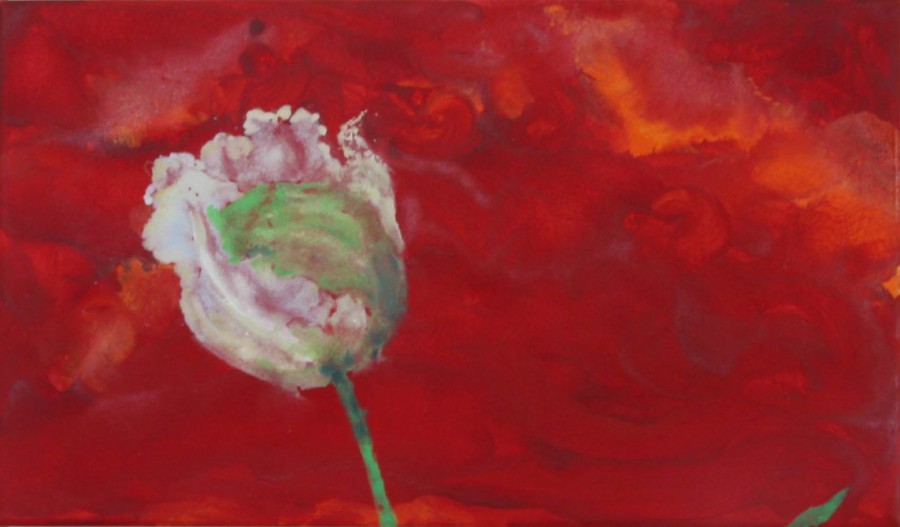 tulipano